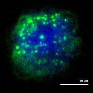 PEG amino coated upconverting nanoparticles